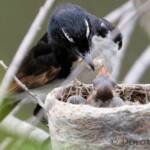 Willie Wagtail (Rhipidura leucophrys) with young