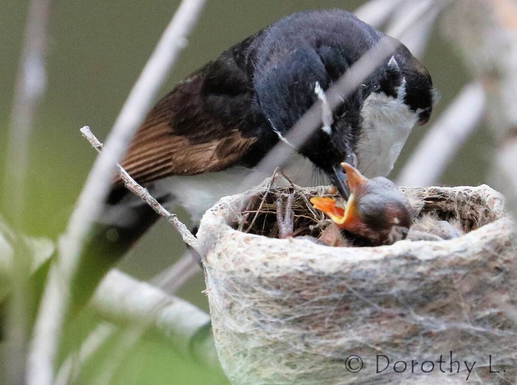 Willie Wagtail (Rhipidura leucophrys) with young