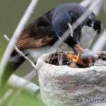 Willie Wagtail (Rhipidura leucophrys) with young