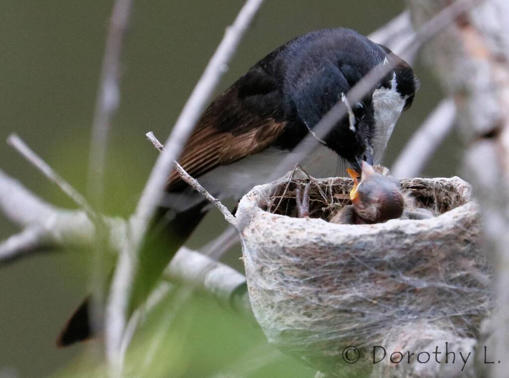 Willie Wagtail (Rhipidura leucophrys) with young
