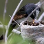 Willie Wagtail (Rhipidura leucophrys) with young