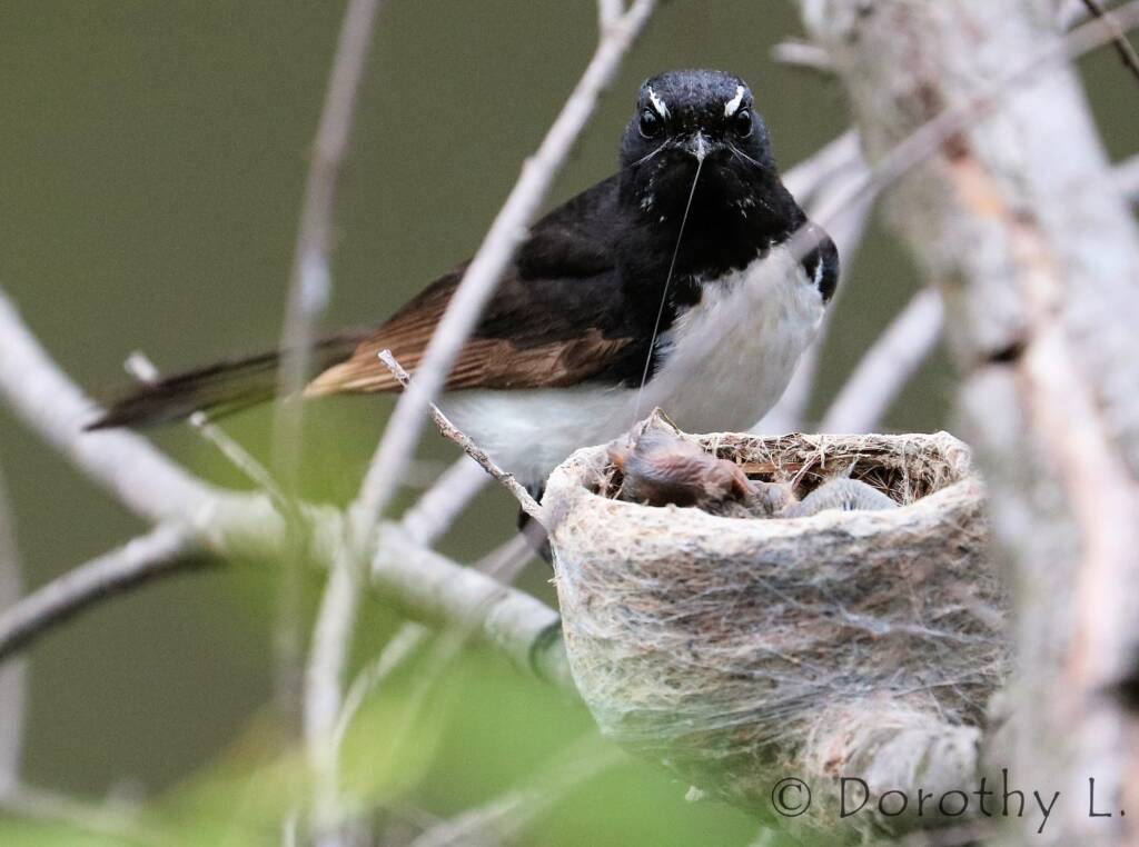 Willie Wagtail (Rhipidura leucophrys) with young
