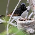 Willie Wagtail (Rhipidura leucophrys) with young