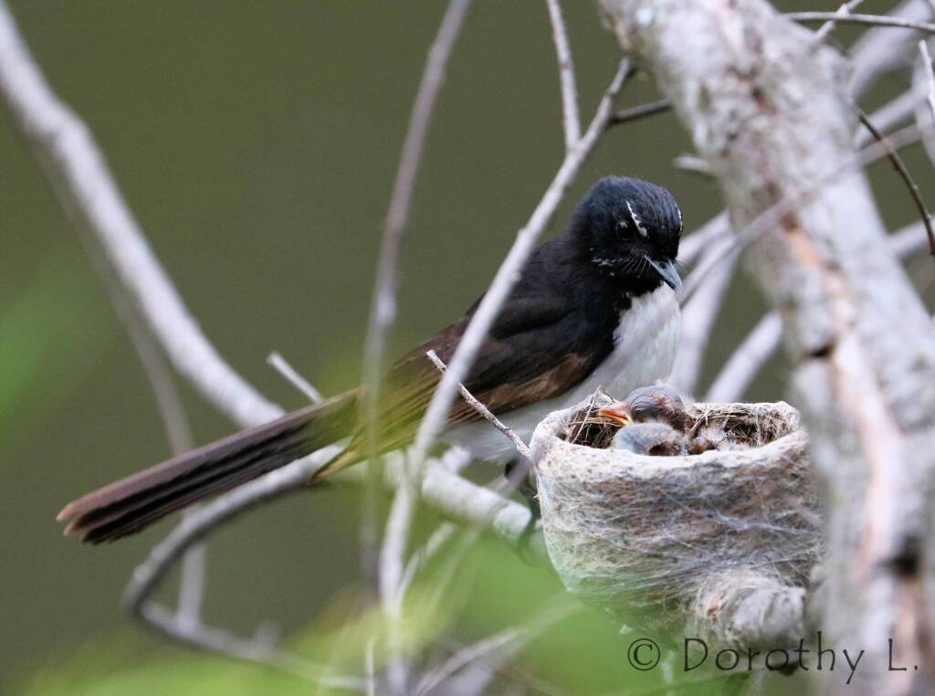 Willie Wagtail (Rhipidura leucophrys) with young