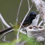Willie Wagtail (Rhipidura leucophrys) with young