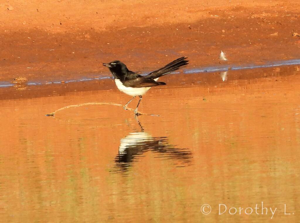 Willie Wagtail (Rhipidura leucophrys)