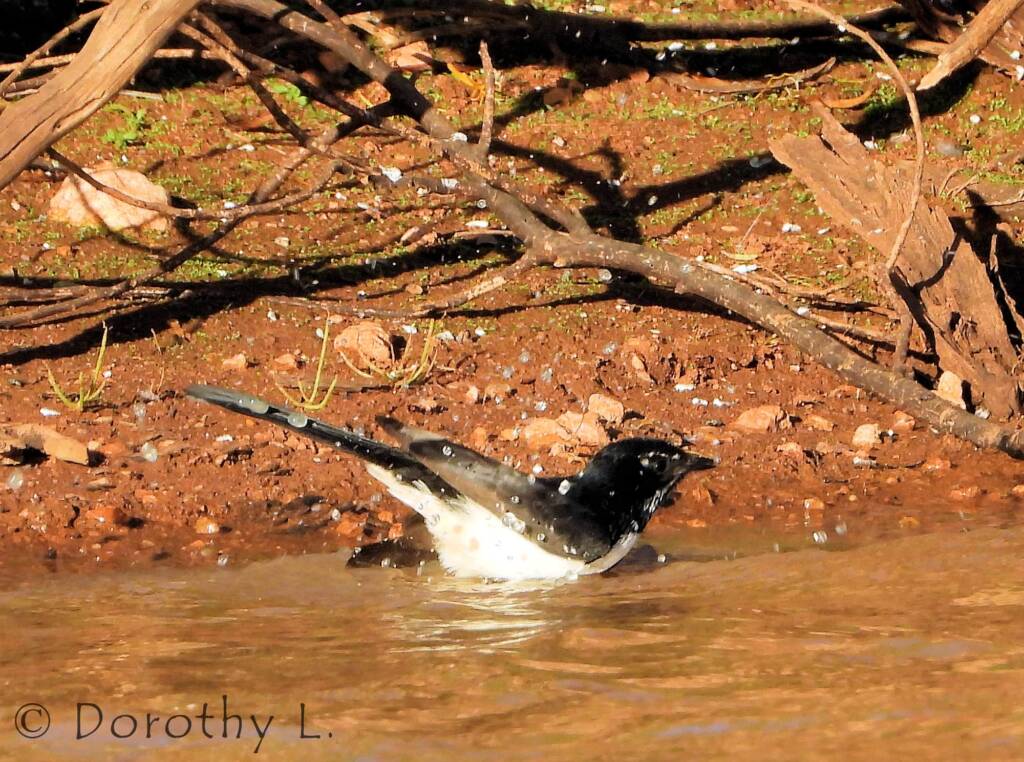 Willie Wagtail (Rhipidura leucophrys), Kunoth Bore, NT