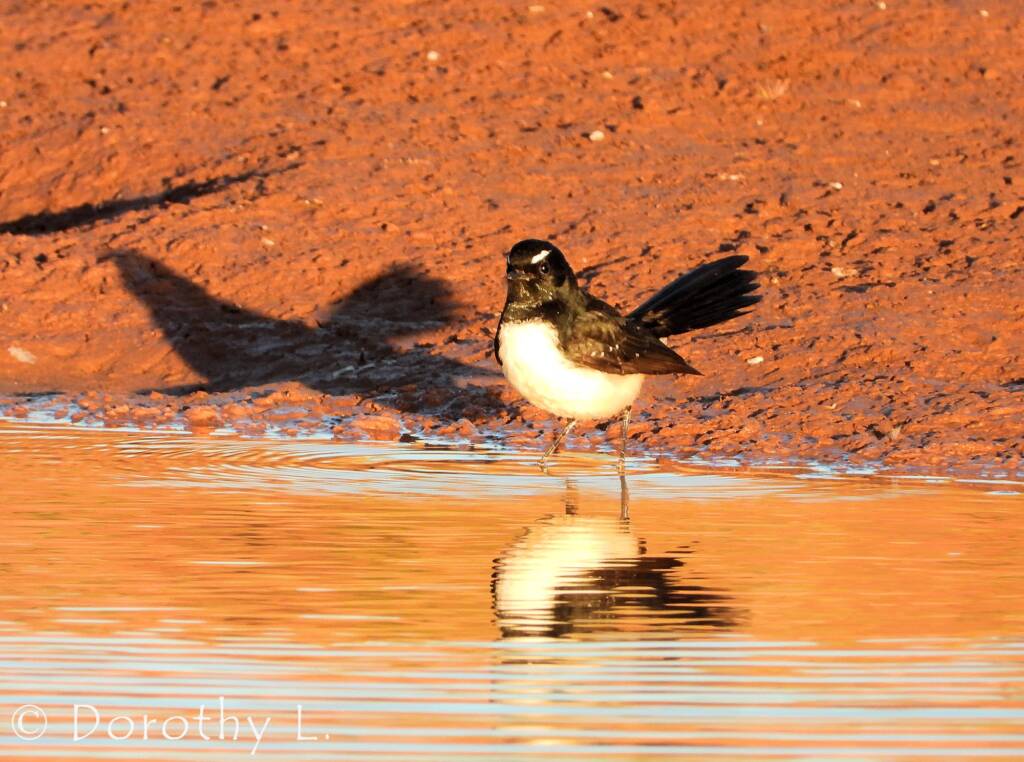 Willie Wagtail (Rhipidura leucophrys)