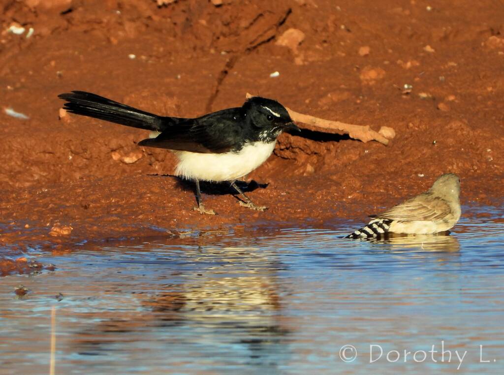 Willie Wagtail (Rhipidura leucophrys) with Zebra Finches (Taeniopygia guttata)