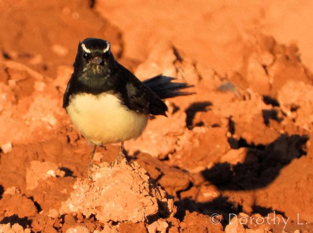 Willie Wagtail (Rhipidura leucophrys)