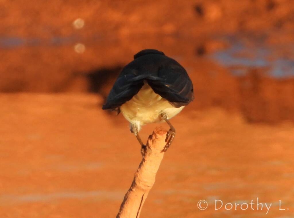 Willie Wagtail (Rhipidura leucophrys)