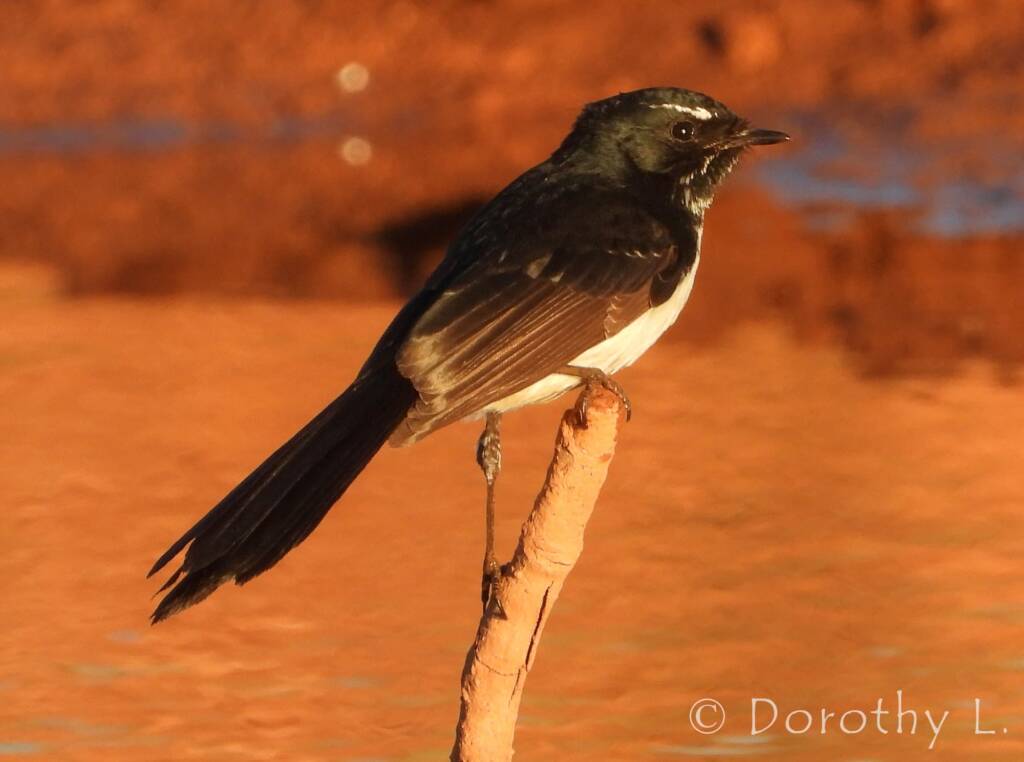 Willie Wagtail (Rhipidura leucophrys)