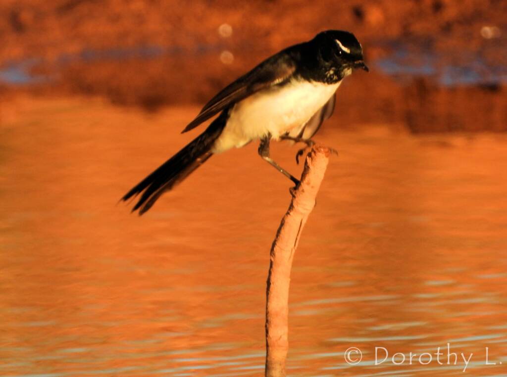 Willie Wagtail (Rhipidura leucophrys)