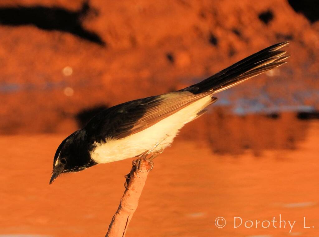 Willie Wagtail (Rhipidura leucophrys)