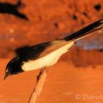 Willie Wagtail (Rhipidura leucophrys)