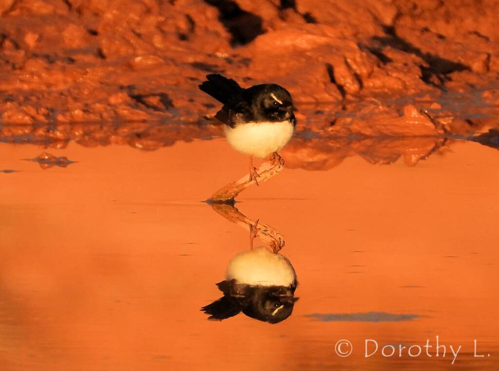 Willie Wagtail (Rhipidura leucophrys)