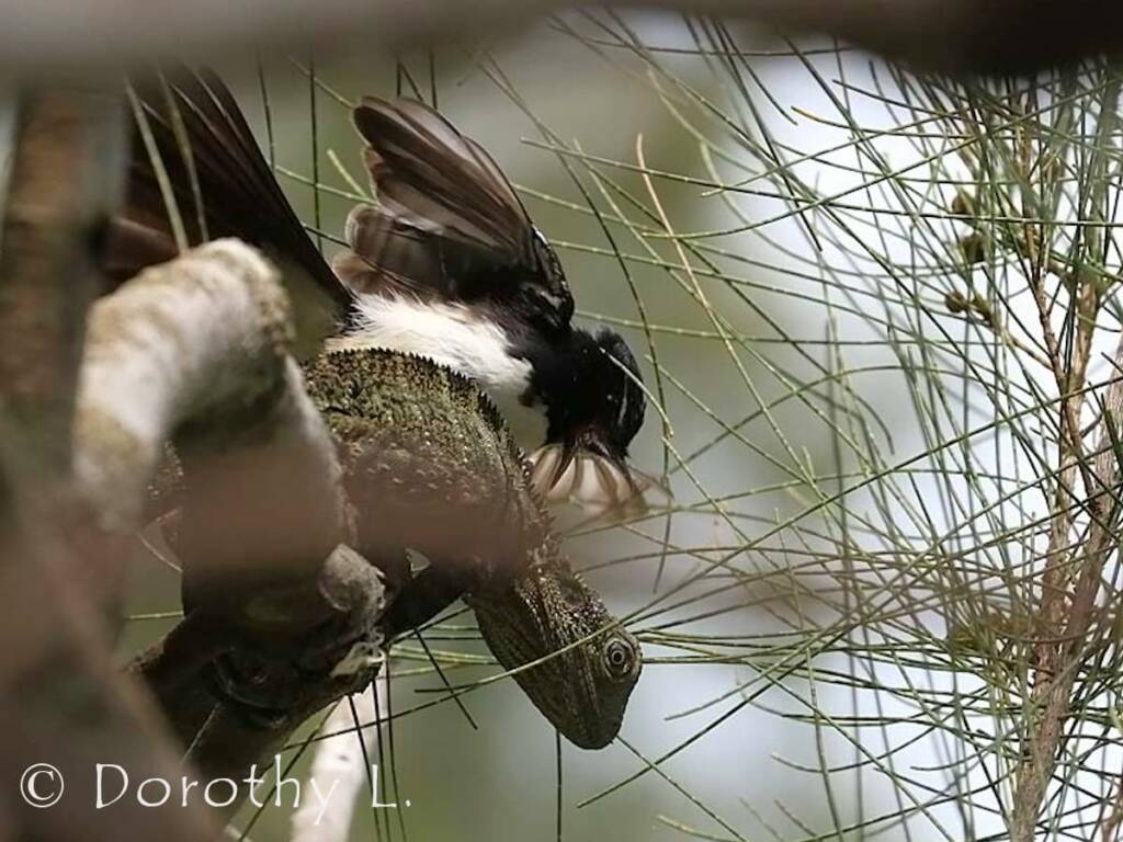 Willie Wagtail (Rhipidura leucophrys)