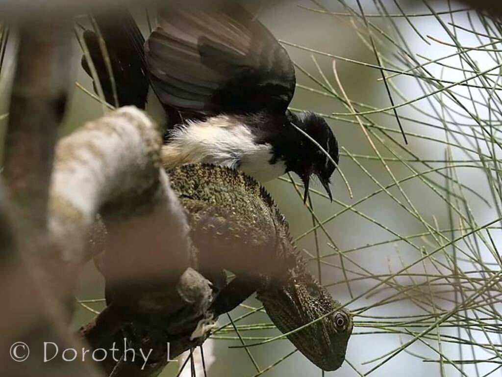 Willie Wagtail (Rhipidura leucophrys)