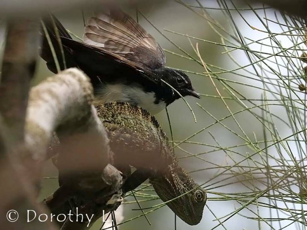 Willie Wagtail (Rhipidura leucophrys)