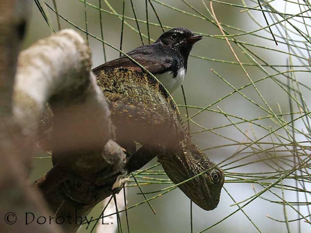Willie Wagtail (Rhipidura leucophrys)