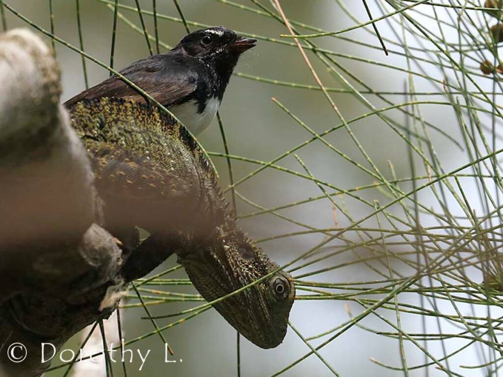 Willie Wagtail (Rhipidura leucophrys)