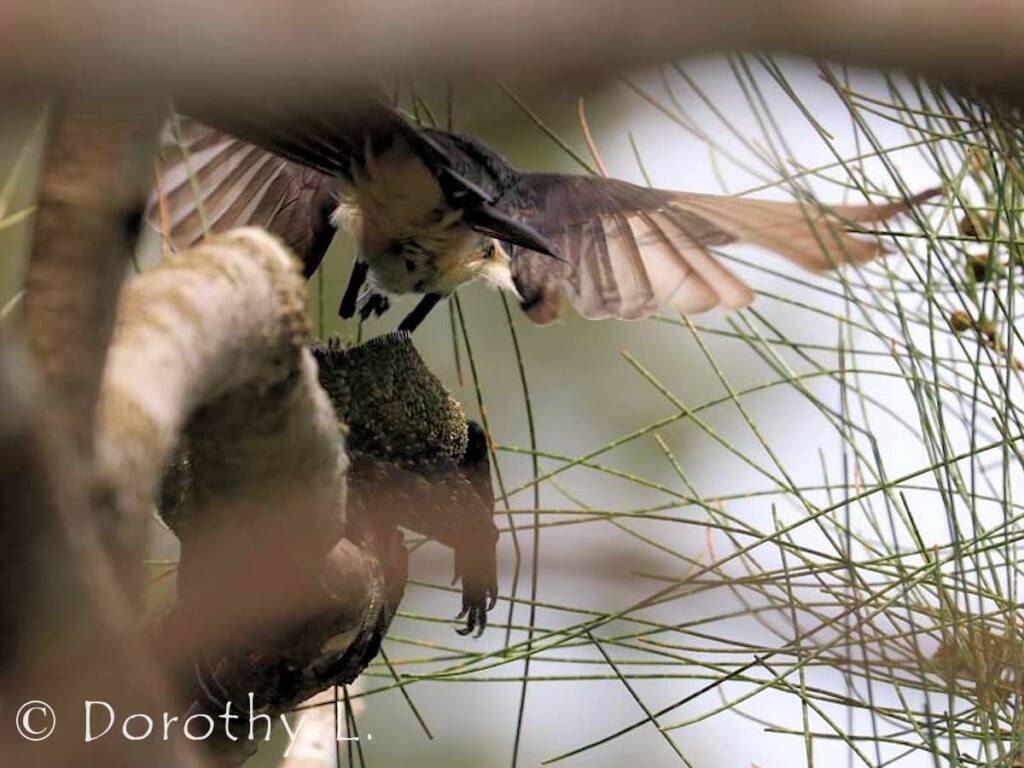 Willie Wagtail (Rhipidura leucophrys)