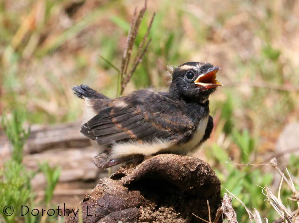 Juvenile Willy Wagtail (Rhipidura leucophrys)