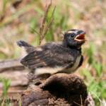 Juvenile Willy Wagtail (Rhipidura leucophrys)