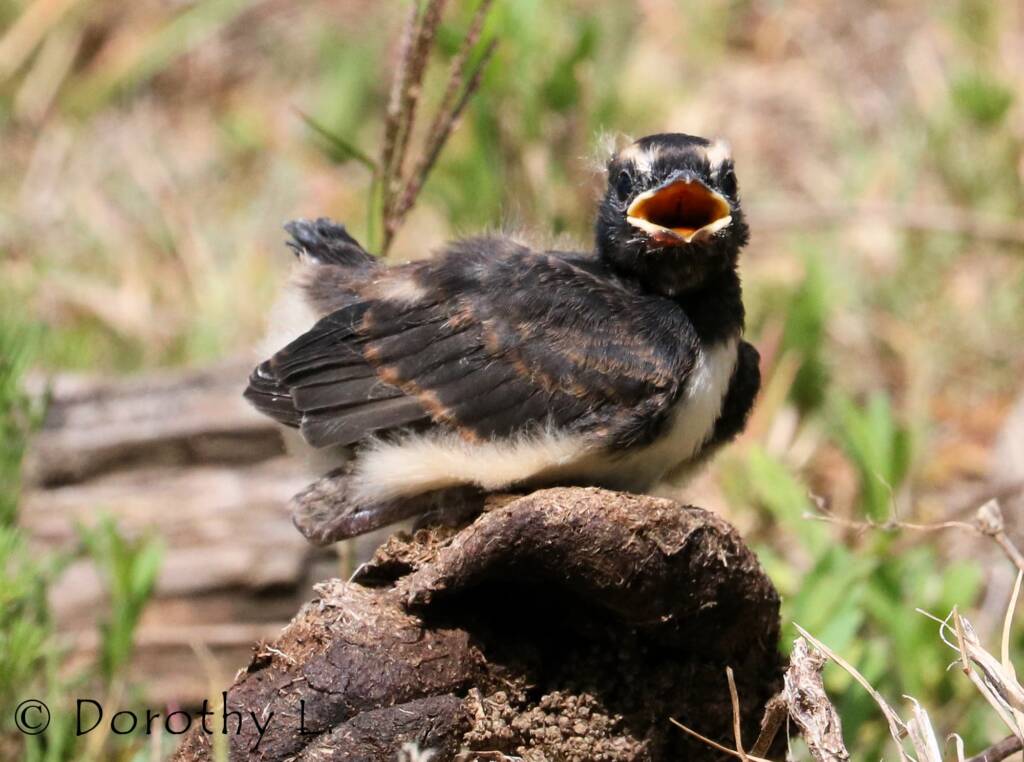 Juvenile Willy Wagtail (Rhipidura leucophrys)