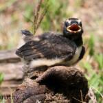 Juvenile Willy Wagtail (Rhipidura leucophrys)