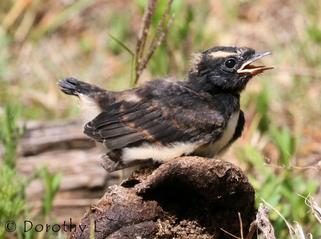 Juvenile Willy Wagtail (Rhipidura leucophrys)