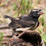 Juvenile Willy Wagtail (Rhipidura leucophrys)