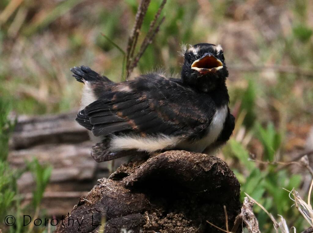 Juvenile Willy Wagtail (Rhipidura leucophrys)