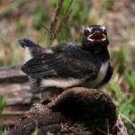 Juvenile Willy Wagtail (Rhipidura leucophrys)