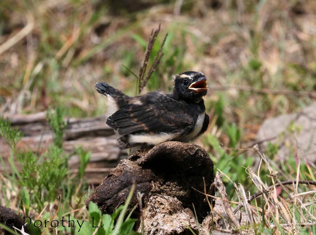 Juvenile Willy Wagtail (Rhipidura leucophrys)