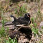 Juvenile Willy Wagtail (Rhipidura leucophrys)