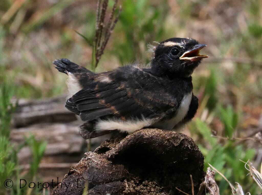 Juvenile Willy Wagtail (Rhipidura leucophrys)