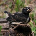 Juvenile Willy Wagtail (Rhipidura leucophrys)