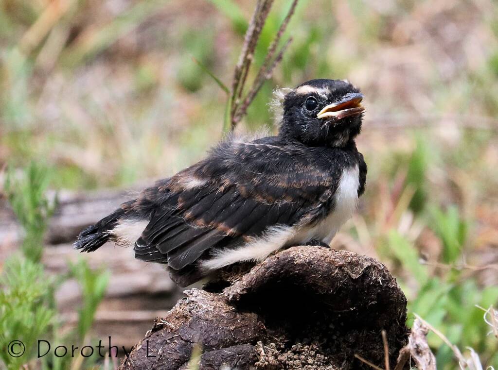 Juvenile Willy Wagtail (Rhipidura leucophrys)
