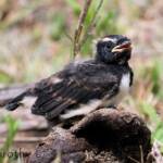 Juvenile Willy Wagtail (Rhipidura leucophrys)