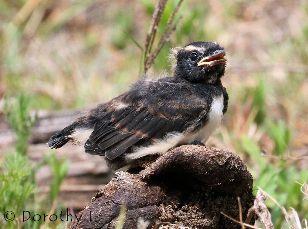 Juvenile Willy Wagtail (Rhipidura leucophrys)