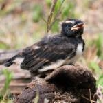 Juvenile Willy Wagtail (Rhipidura leucophrys)