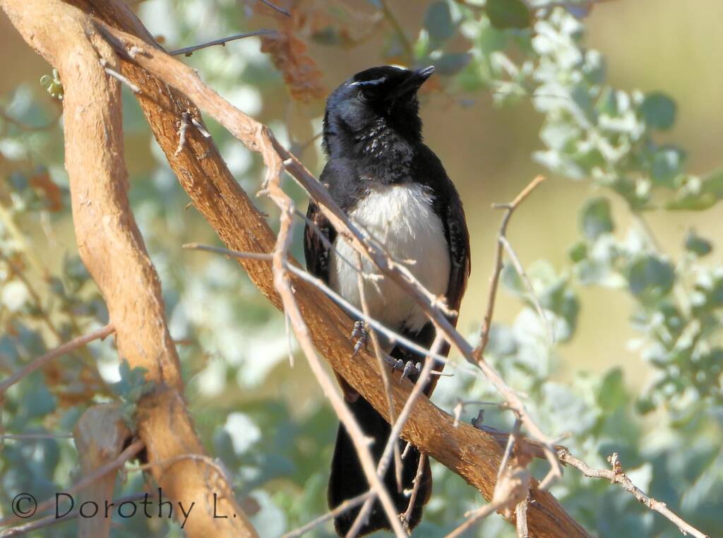 Willy Wagtail (Rhipidura leucophrys)