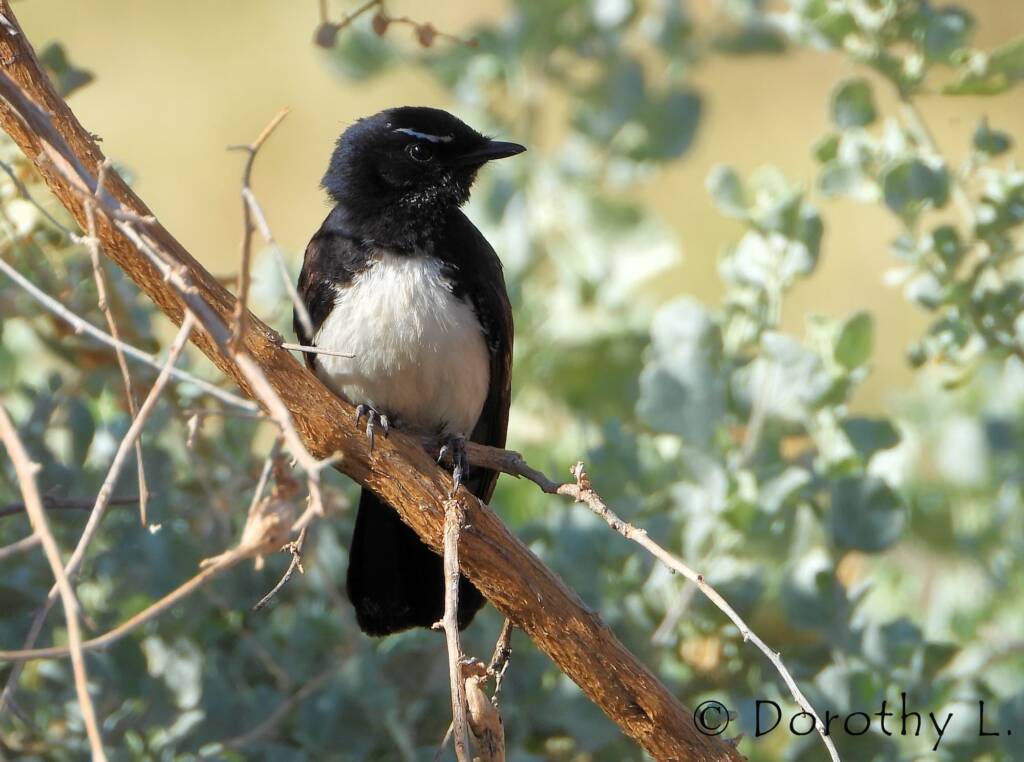 Willy Wagtail (Rhipidura leucophrys)