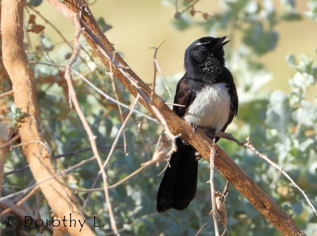 Willy Wagtail (Rhipidura leucophrys)