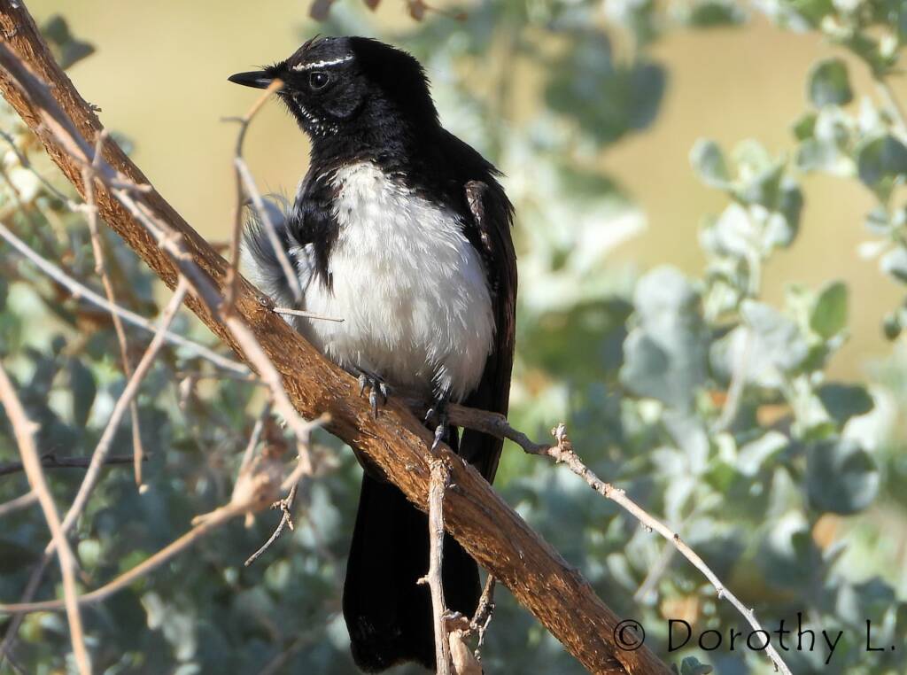 Willy Wagtail (Rhipidura leucophrys)