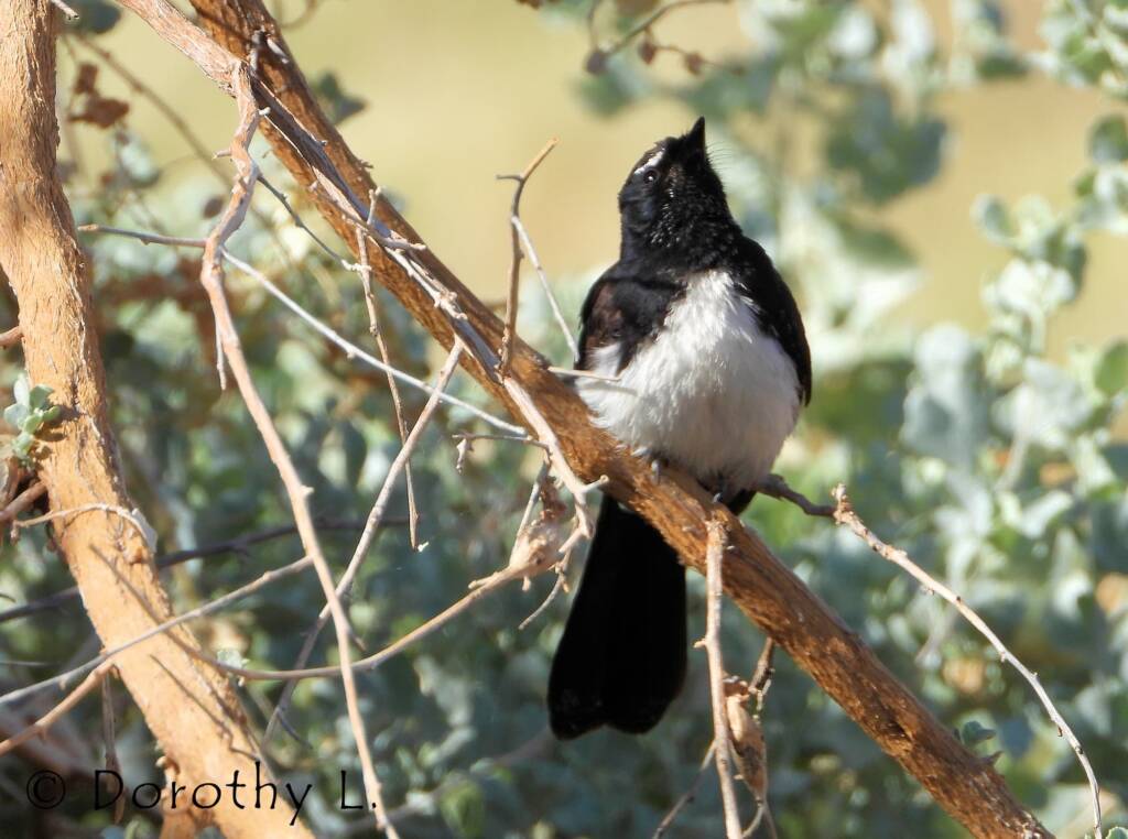 Willy Wagtail (Rhipidura leucophrys)