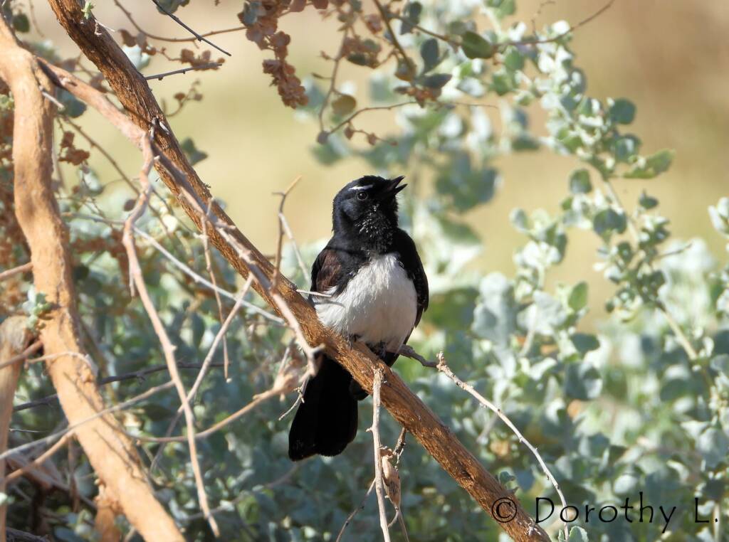 Willy Wagtail (Rhipidura leucophrys)