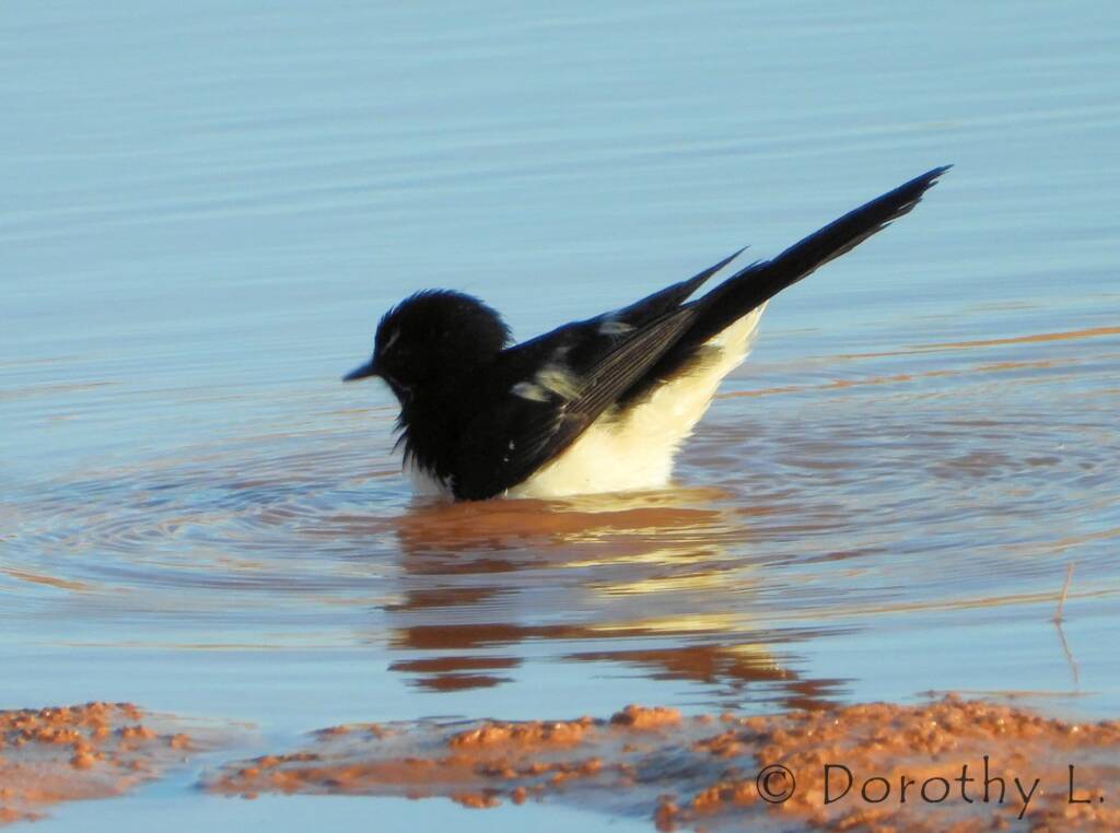 Willy Wagtail (Rhipidura leucophrys)