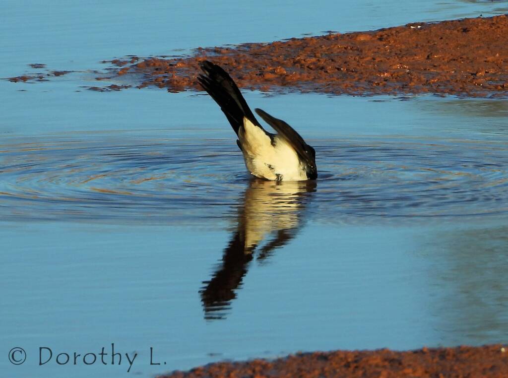 Willy Wagtail (Rhipidura leucophrys)